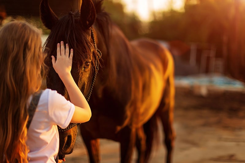 Tiertherapie mit einem Pferd