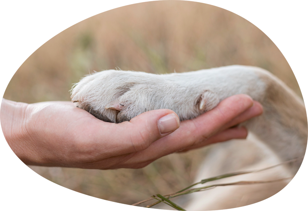 Eine Menschenhand hält eine Hundepfote.